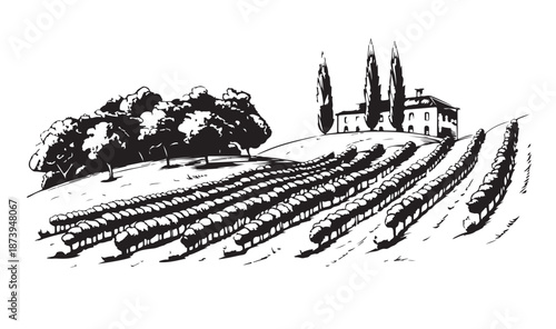 Vineyard landscape, Sketch. Hand drawn illustrations