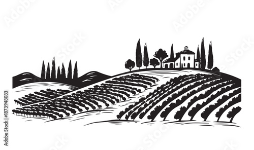 Vineyard landscape, Sketch. Hand drawn illustrations