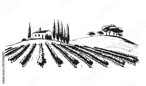 Vineyard landscape, Sketch. Hand drawn illustrations