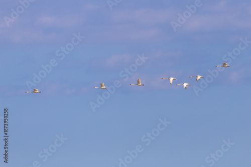 mute swans flying with blue slky background