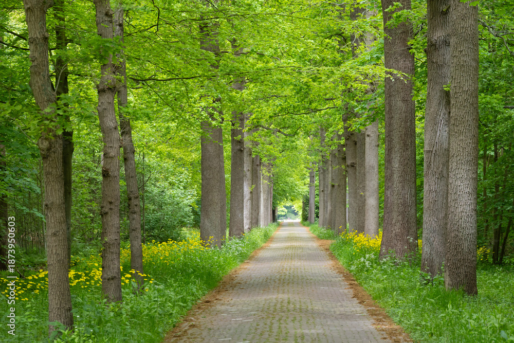Fototapeta premium scenic view of woodland path through a vibrant green oak forest