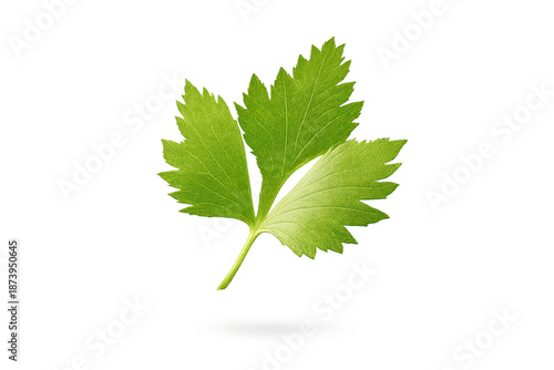 Wallpaper Mural Fresh parsley leaf on transparent background for graphic design projects. Torontodigital.ca