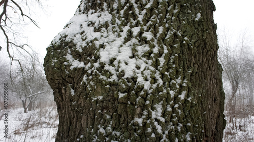 Textured tree bark with snow and frost in a foggy winter setting