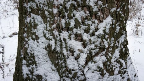 Close-up of tree bark covered in snow and frost in winter