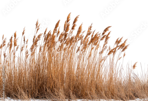 Reeds on a white ground, isolated against a black background, with feathery plumes