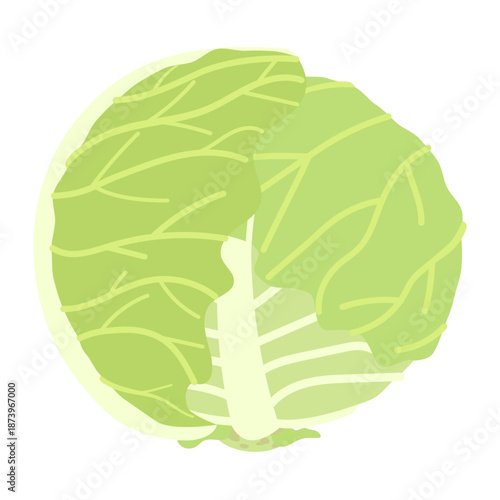 春キャベツのイラスト
