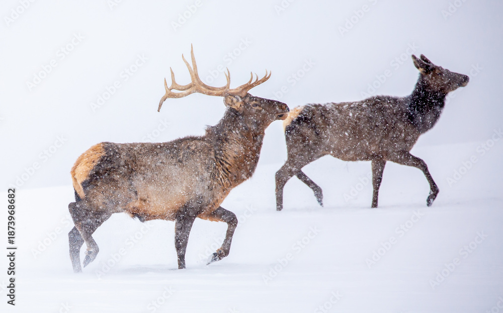 Obraz premium A deer in the mountains in winter with falling snow. Close-up of red deer against a snowy backdrop. Winter Christmas landscape with wild animals.