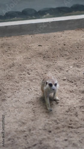 Meerkat standing alert in its habitat, showing curious behavior and social wildlife nature.