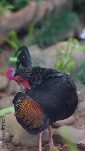 Ornamental chicken with unique feathers, bred for decoration and hobby farming.
