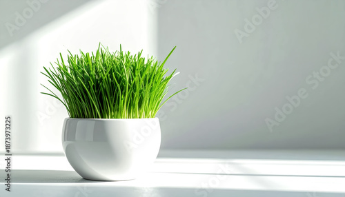 Close-up of healthy cat grass, featuring vibrant green blades with a crisp texture.