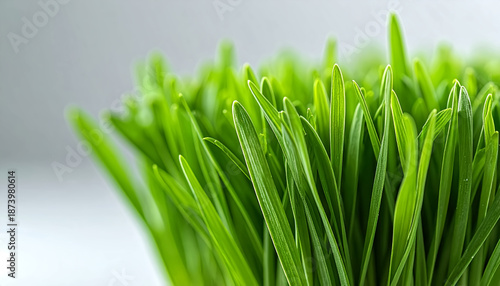 Close-up of healthy cat grass, featuring vibrant green blades with a crisp texture.