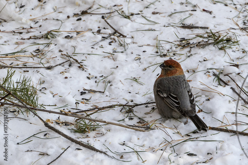 The bird is an ordinary grosbeak in the snow