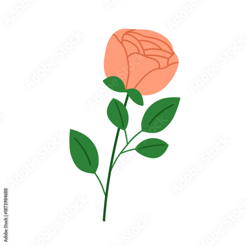 Rose flower. Elegant blooming garden plant with lush petals, stem and leaves....