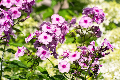 Close-up of the bright pink flowers of garden phlox (Phlox paniculata) in full bloom against background of slightly washed-out creamy white or pale yellow hydrangea (Hydrangea paniculata) flowers.