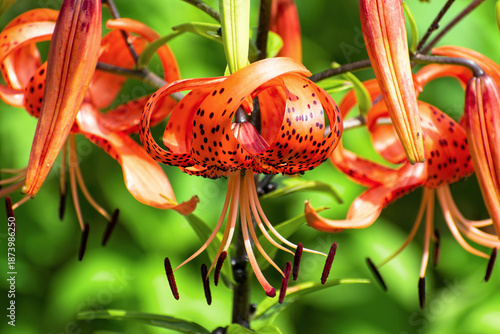 Bright red flowers of tiger lily (Lilium lancifolium) against green background on sunny summer day.