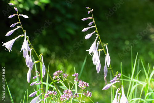 Purple hosta flowers blooming in summer garden on dark green background.