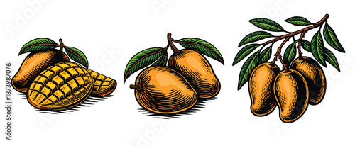 Set of vintage woodcut illustrations featuring various mango fruit arrangements.