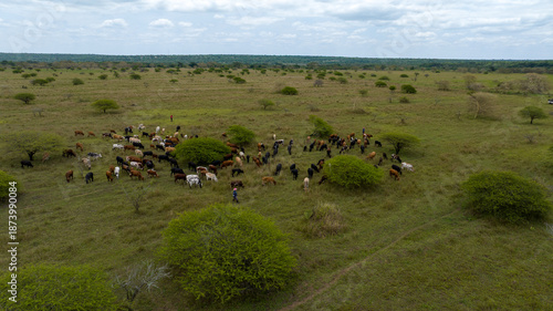 Wallpaper Mural Aerial view of cattle grazing on the grassy fields dotted with green shrubs and trees under a cloudy sky, Ponta do Ouro, Maputo Province, Mozambique. Torontodigital.ca