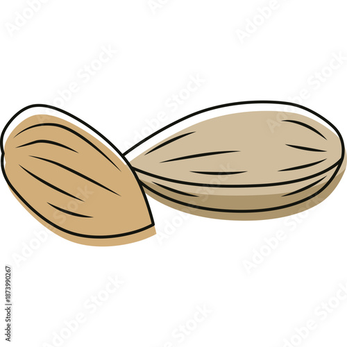 Two Almonds Illustration