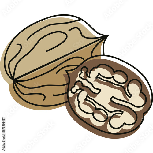 Walnut illustration