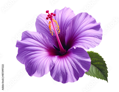 hibiscus purple flower cutout and grean leaf cut out, isolated on transparent background