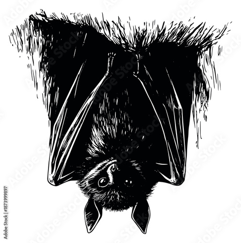 Hand drawn illustration of a bat depicting hanging upside down for halloween and wildlife designs
