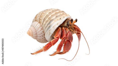 hermit crab is inside a shell isolated on transparent background cut out