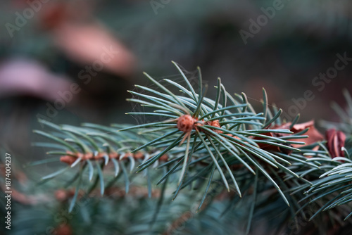 Spruce Branch with Pine Needles in Soft Natural Light