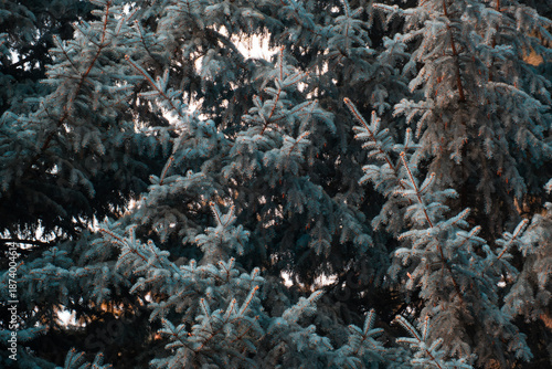 Dense Blue Spruce Branches as Natural Evergreen Background