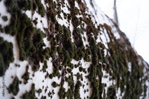 Tree Bark with Moss Texture in Natural Light