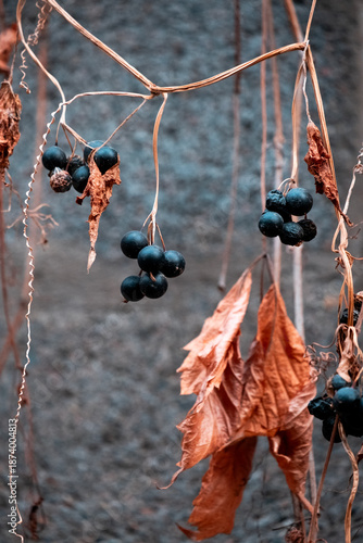 Withered Wild Berries Hanging on Dry Vine in Late Autumn