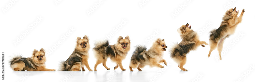 Fototapeta premium Spitz dog movement sequence from sitting to jumping isolated on white background. Concept of pet training visuals, animal behavior analysis, motion study, and educational pet content.