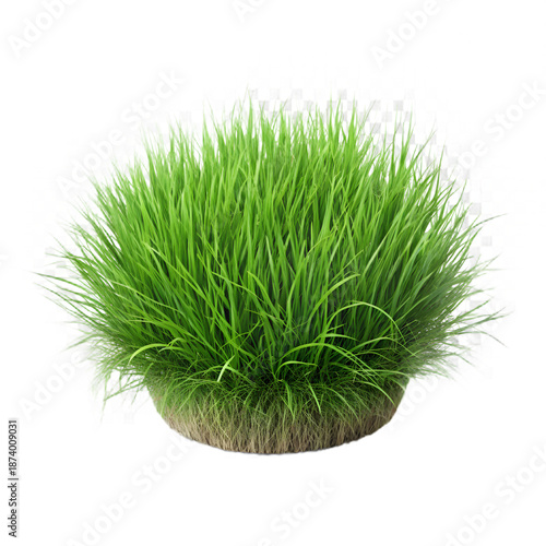 lush green grass tuft isolated on white back
