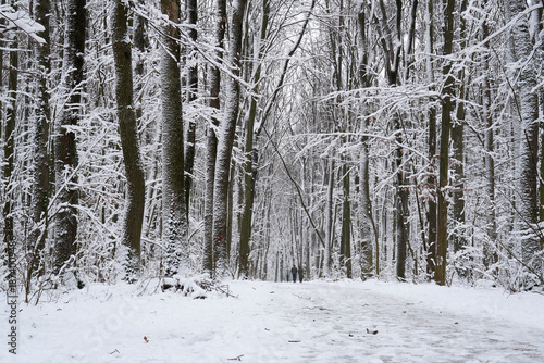 Path in a forest in winter with tall trees covered by snow and people walking in the distance. Nature winter landscape.