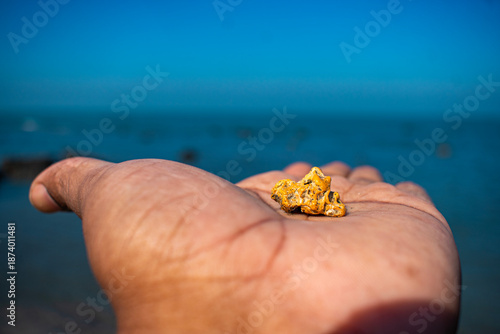 Beautiful Orange Coral in hand thumb blue sea beach in background