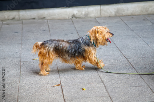 yorkshire terrier sitting on the floor