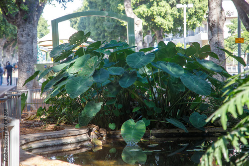 waterfall in the park