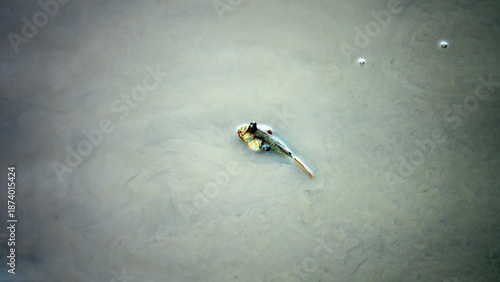 Exotic animals. Mudskipper, walking goby (Periophthalmus) fish feed in the mud after low tide. Mangrove forest. Java Island, But there are no mangroves and fish live right in city of Surabaya.