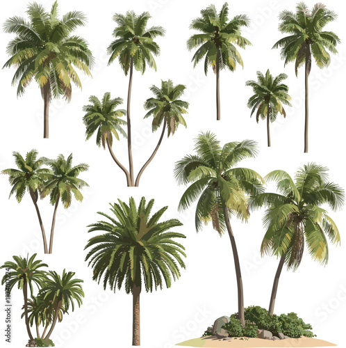 Collection of Eight Palm Trees, vector, icon