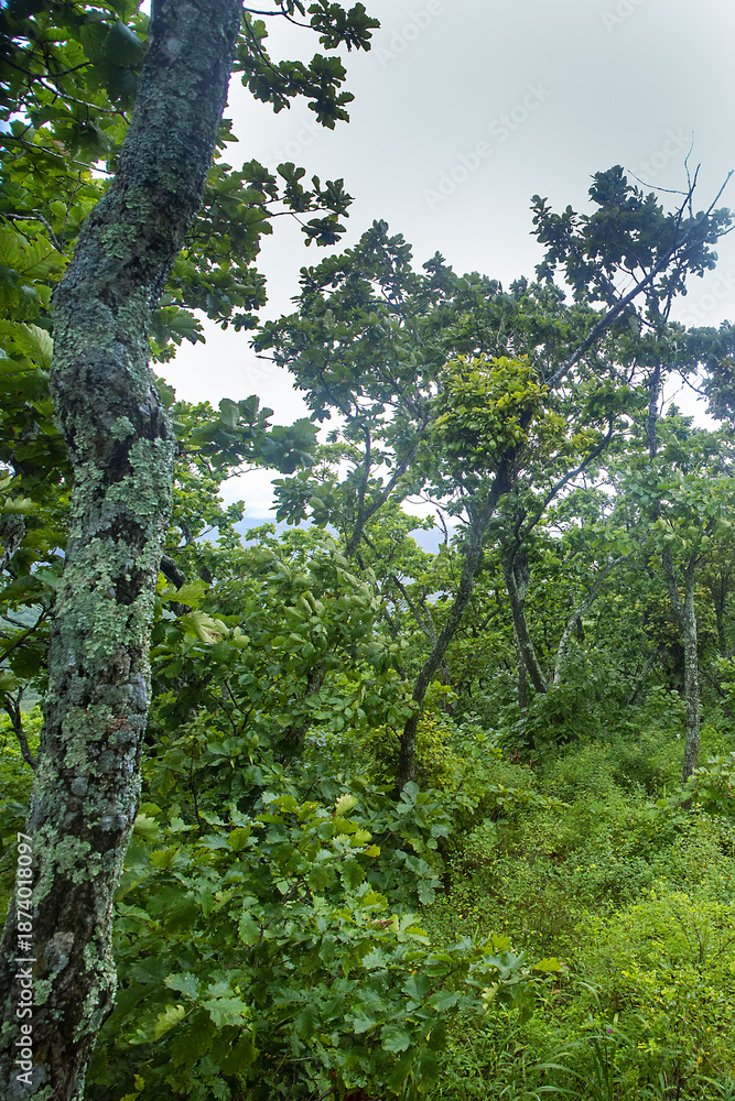 Obraz premium Landscapes of the mountains and oak forests. The Mongolian oak (Quercus mongolica) tree covers all the slopes in the east of the Sikhote Alin Mountains. The coast of the Sea of Japan
