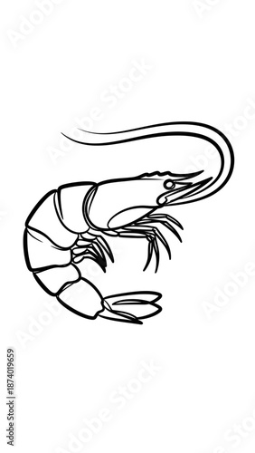 Realistic Prawn Line Art Vector Illustration