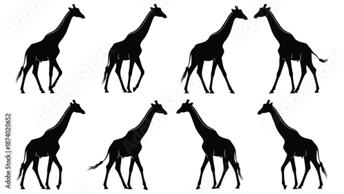 Collection of eight giraffe silhouettes walking in different directions isolated on white background for wildlife nature and safari design projects