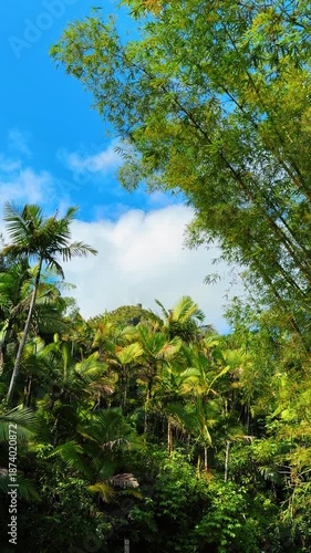 Wallpaper Mural Tropical Palm Jungle with Blue Sky. Tall palm trees and dense tropical vegetation growing under a vivid blue sky creating an exotic rainforest atmosphere. Torontodigital.ca