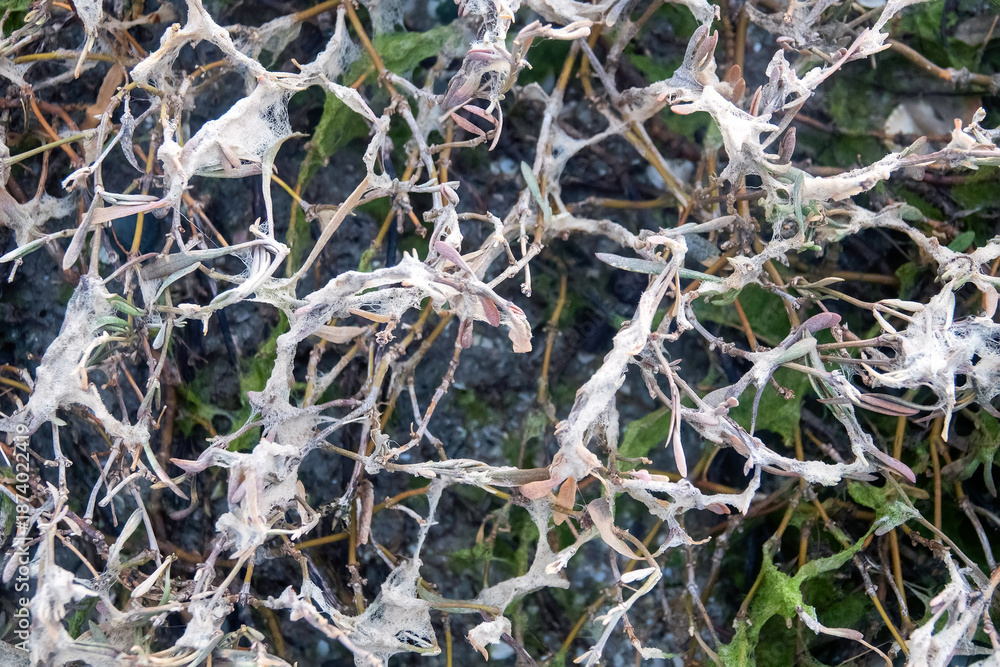 Obraz premium Drying green algae hung in the bushes after the storm. Phenomena and rare forms (forms of composition )