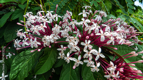 Philippine glorybower (Clerodendrum quadriloculare) surroundings of a tropical village forest edges, parks and gardens, adornment plant on the island of Borneo invasive species. Malaysia