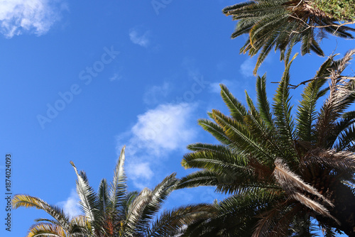 Top view into the sky framed by palm trees, holiday concept background (Tenerife, Spain)
