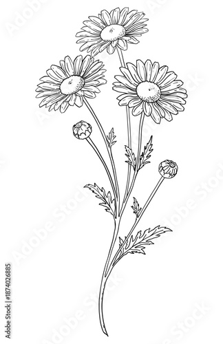 Wild Chamomile Flower Branch Line Art Illustration. Elegant wild chamomile flower branch with buds and leaves in minimal line art style. Hand drawn botanical Vector illustration