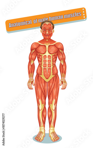 Muscular System of Male