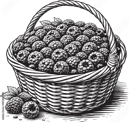 Raspberry basket linocut etching illustration berry harvest wicker basket black and white vintage engraving for food packaging