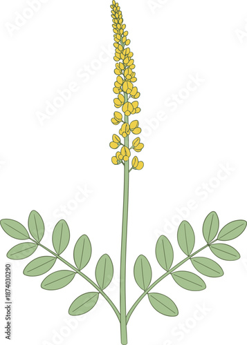 Yellow flower spike plant illustration isolated on white background showing botanical herb with green leaves natural floral vector design